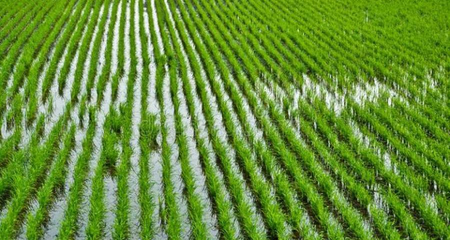 Proceso Del Cultivo Del Arroz - Portiarroz S.A.